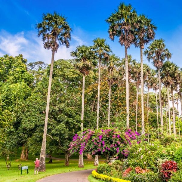 Royal Kandy Tour 2 Tage 1 Nacht