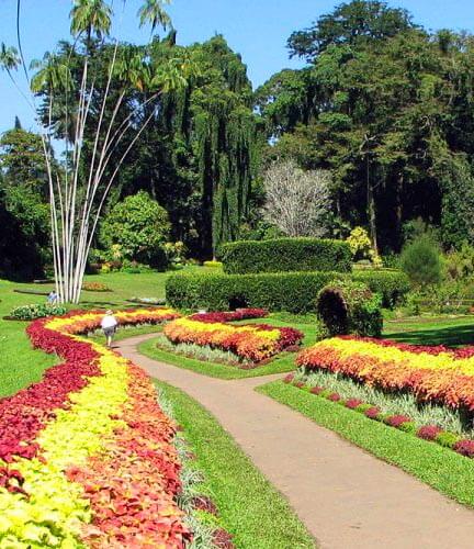 Botanischer Garten Peradeniya 2