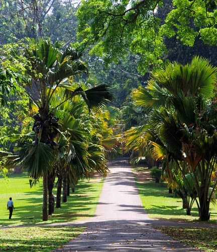 Botanischer Garten Peradeniya
