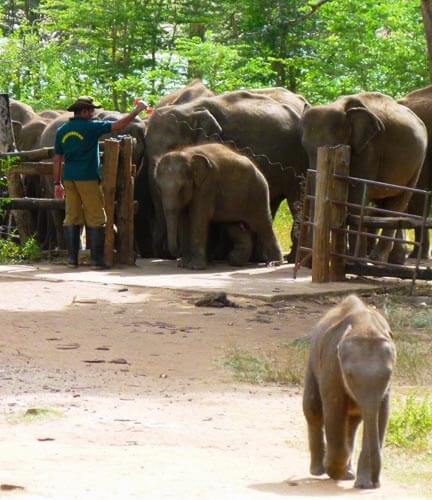 Elefantenwaisenhaus Udawalawe 2