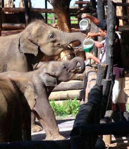 Elefantenwaisenhaus Udawalawe
