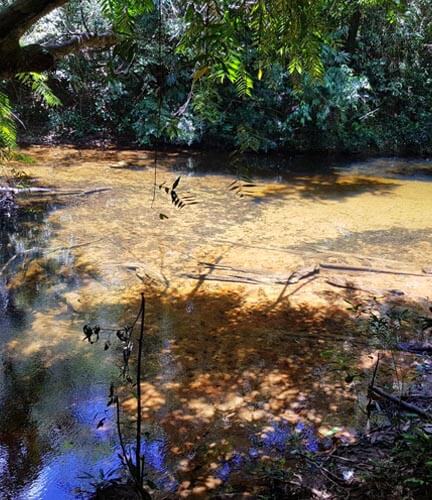 Kanneliya-Regenwald 3