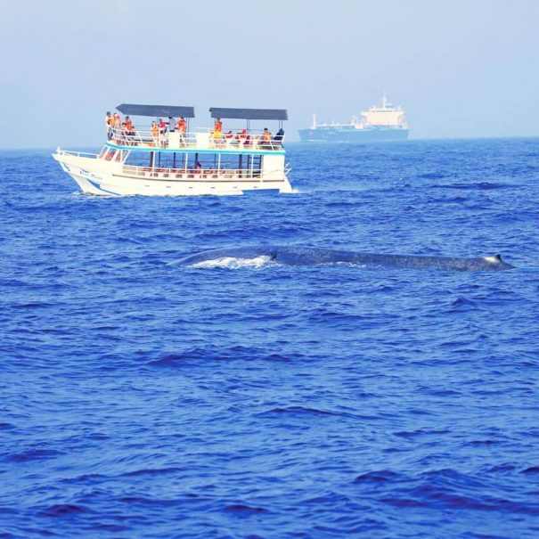 Kurztour im Süden 2 Tage 1 Nacht