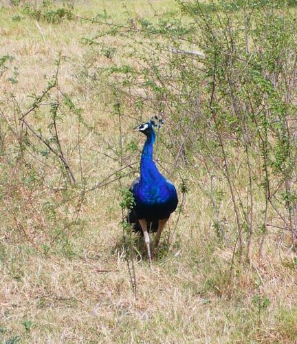 Minneriya Nationalpark 2