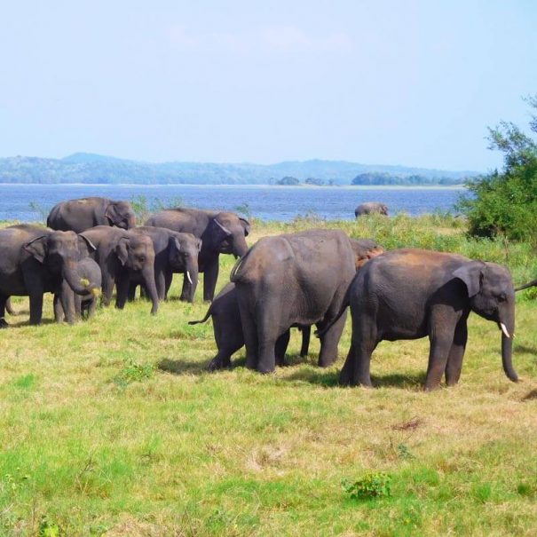 Minneriya oder Kawudulla Safari Tour von Trincomalee