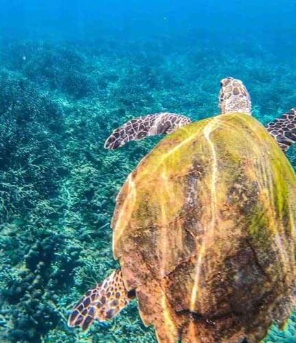 Pigeon Island Nationalpark 3