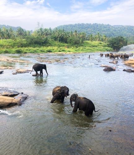 Pinnawala-Elefantenwaisenhaus 2