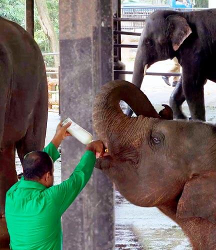 Pinnawala-Elefantenwaisenhaus 3