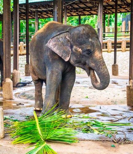 Pinnawala-Elefantenwaisenhaus 4