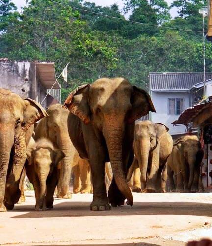 Pinnawala-Elefantenwaisenhaus