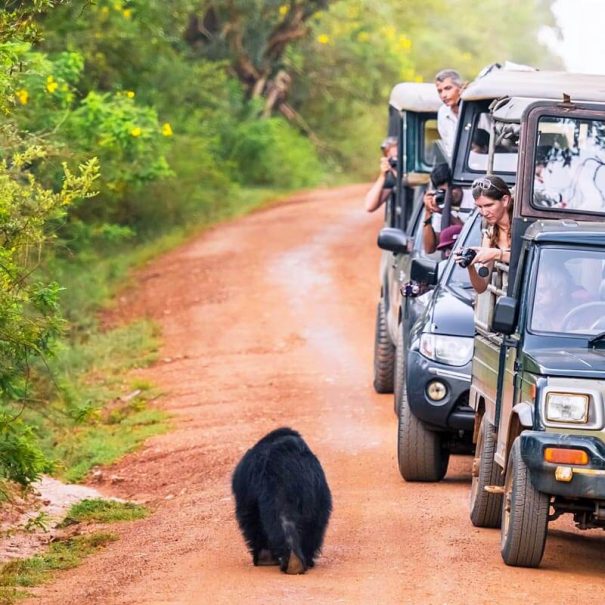 Private Safari-Tour im Yala oder Bundala Nationalpark
