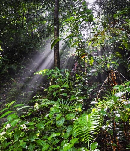 Sinharaja Regenwald 2