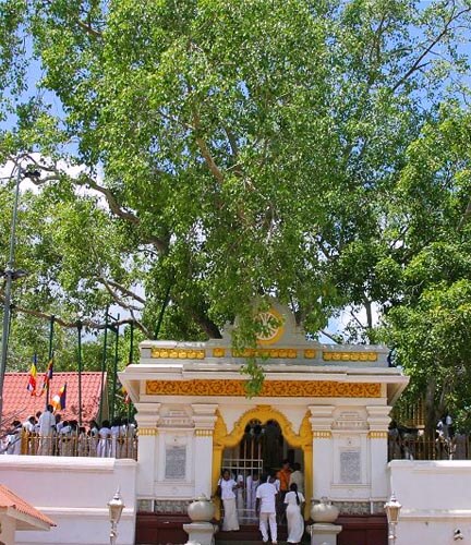 Sri Mahabodhi Baum