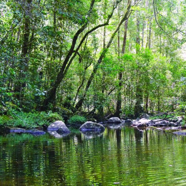 Trekking im Sinharaja Regenwald