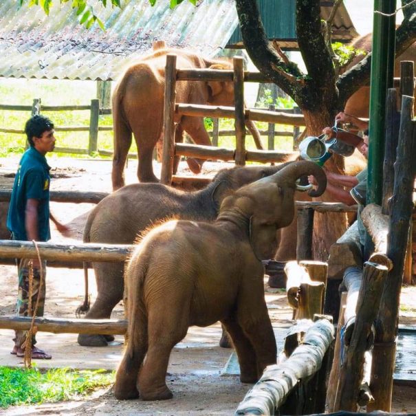 Udawalawe Safari-Tour