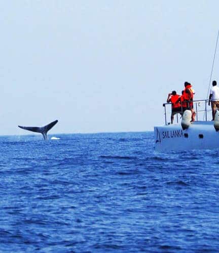 Walbeobachtung in Mirissa